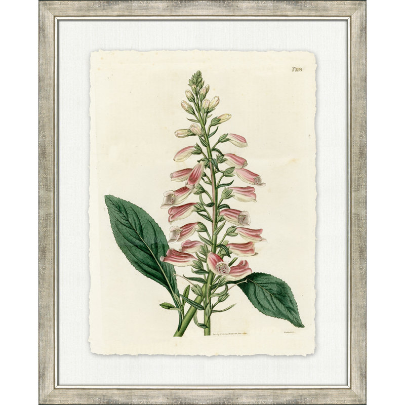 Large Antique Blush Floral I - Peinture encadrée sur papier