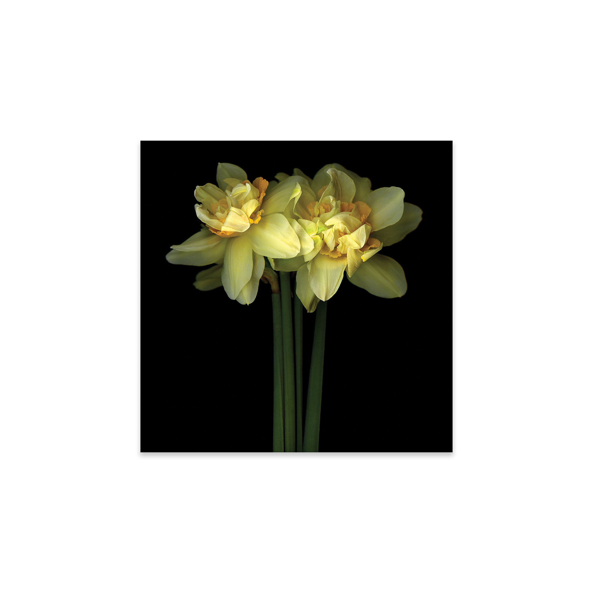 Dry Daffodils — Made Just For U