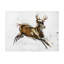 In Stride Print by Paul Ngo-26729032-26729033
