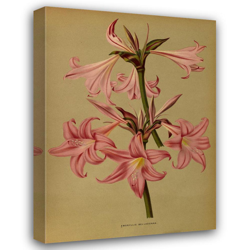 "Amaryllis Belladonna" par Arentina Hendrica Arendsen - Art mural sur toile tendue avec châssis, H 48 po x l 33 po