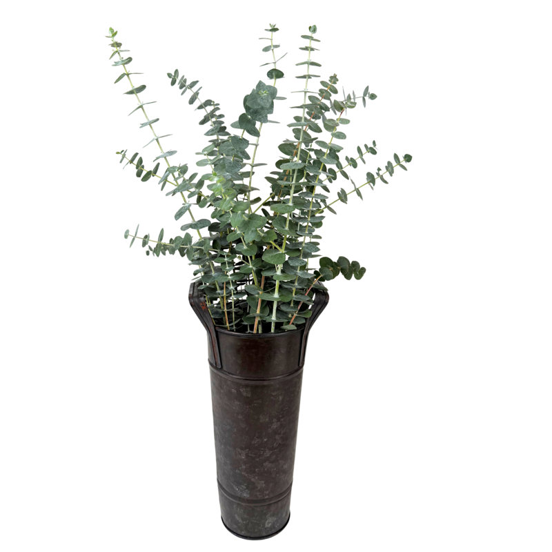 Fresh Eucalyptus Bunch 10 Stems