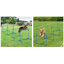 Ensemble d'exercice pour chien avec barre de saut réglable-111697944-111697945