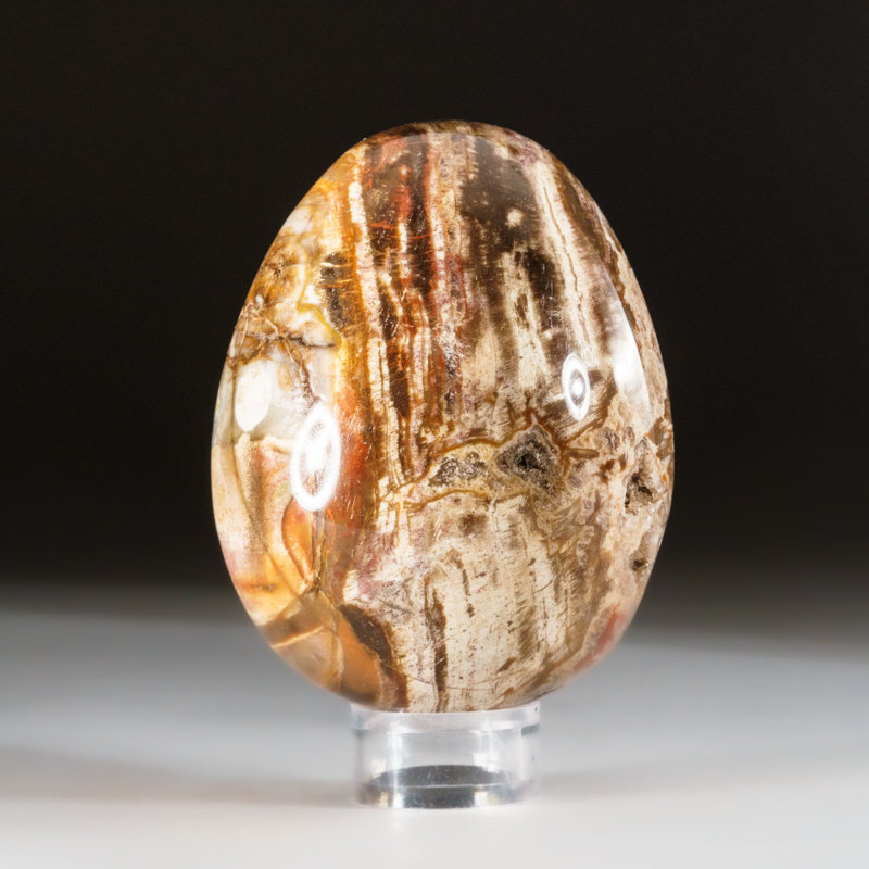 Petrified Wood Egg