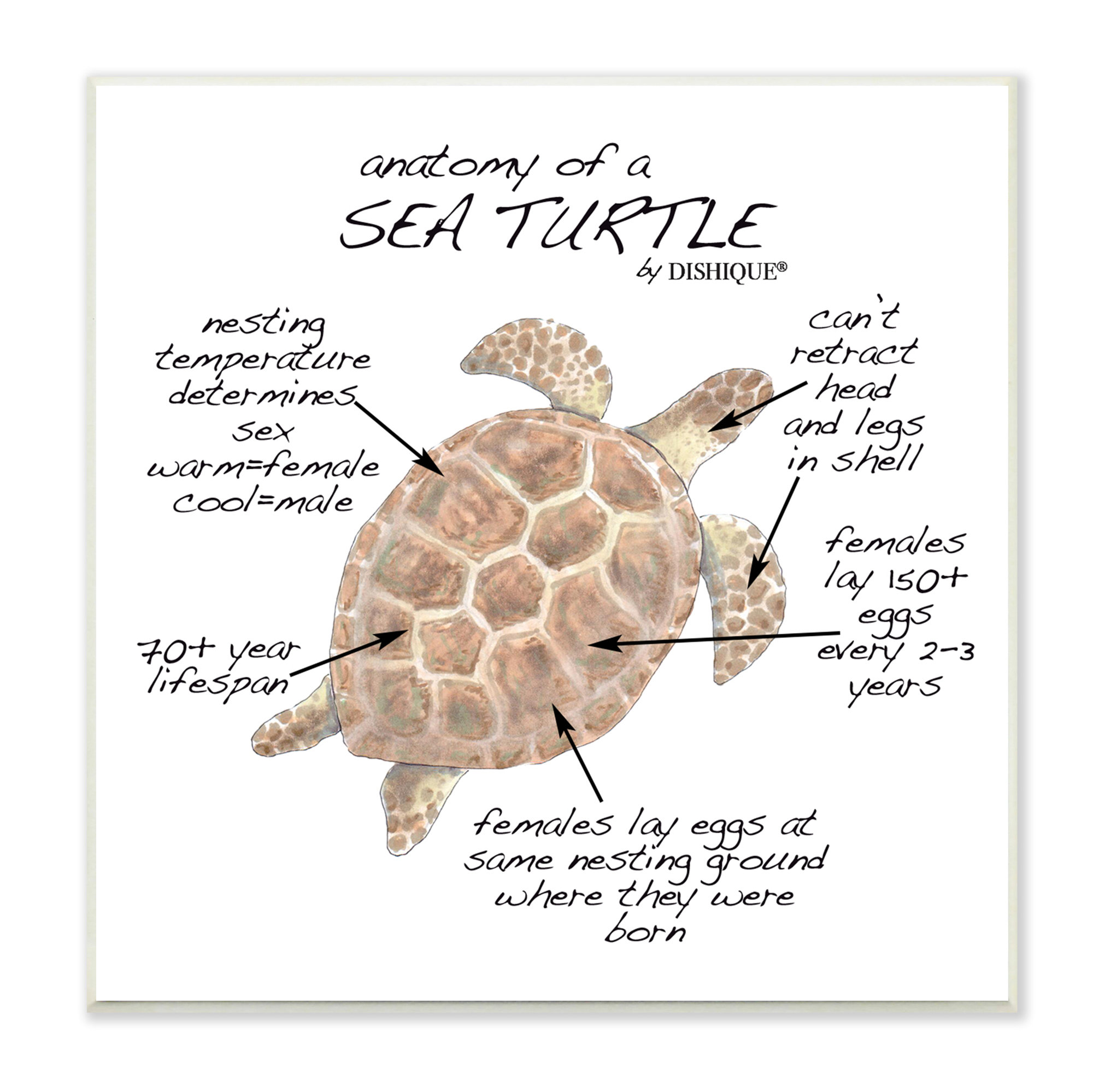 Stupell Industries  Sea Turtle Anatomy Marine Life Animal Chart