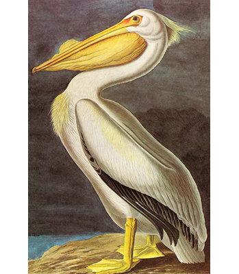 « white pelican »-audubon, impression