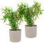 Aben Pot Planter-1836459497