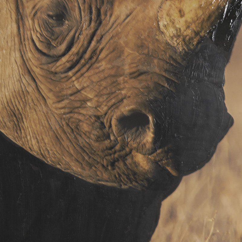 «Kenyan Rhino» par Max Blakesberg Studios, reproduction d'art encadrée à la main mat sous verre