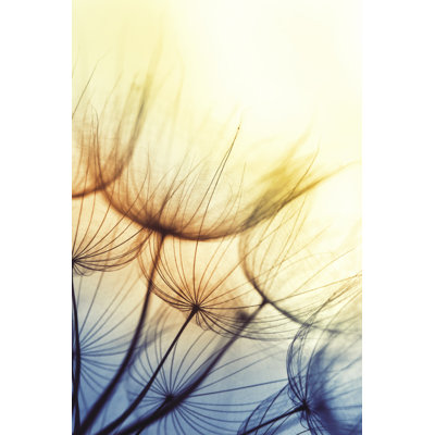 Dandelion by Portishead1