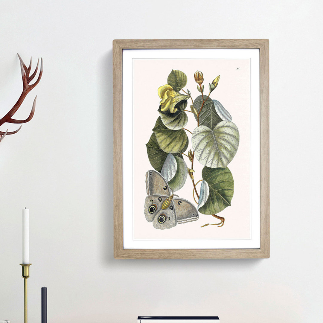 Butterfly & Mano Tree by Mark Catesby - Picture Frame Painting Print
