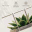 Plante grasse Harnek Stone Pot-106031799