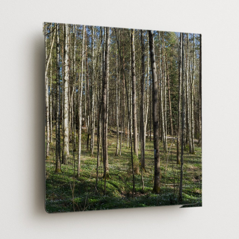 Forêt de bouleaux (1903) — Tableau mural carré en métal, H 16 po x l 16 po