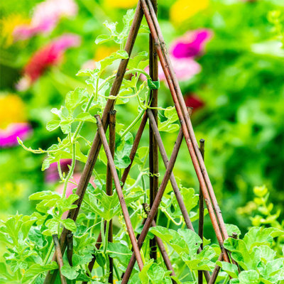 Treillis de saule extensible Willow