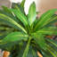 Anthoula 120cm Faux Tree