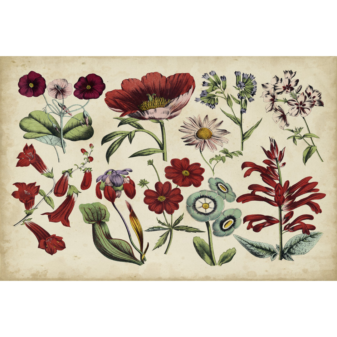 Leinwandbild Antique Botanical Chart I