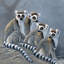 « quatre singes », impression sur toile-29479773-73648268-73648263
