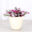 Live Tradescantia Nanouk Plant-2018534585