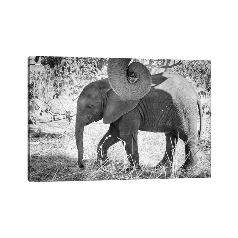 Africa, Botswana, Chobe National Park Black And White Of Elephant Calf Close-up by Jaynes Gallery - Wrapped Canvas Print