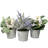 Gira Arrangement in Pot