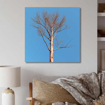 " Blue Timbers Trace Photo "