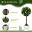 60cm Plant
