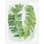 Palm Fans 1 Print