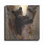 «Curious Cub I» par Collin Bogle-1401735098