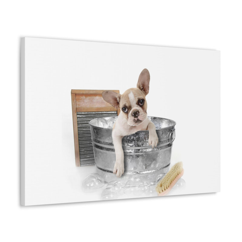 «Cute French Bulldog Bath», art mural sur toile, H 24 po x l 30 po