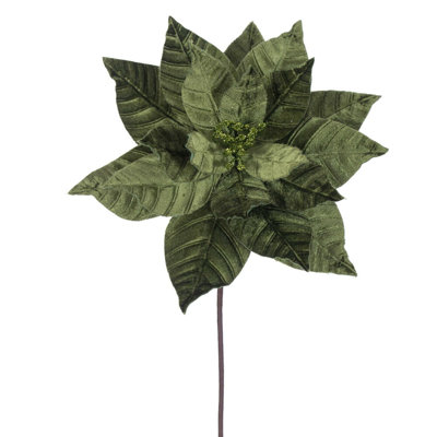 Tiges de poinsettia