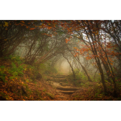 " Magic Forest " by Jadimages