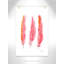 Roulé «Pink Feathers», impression sur papier-47479521