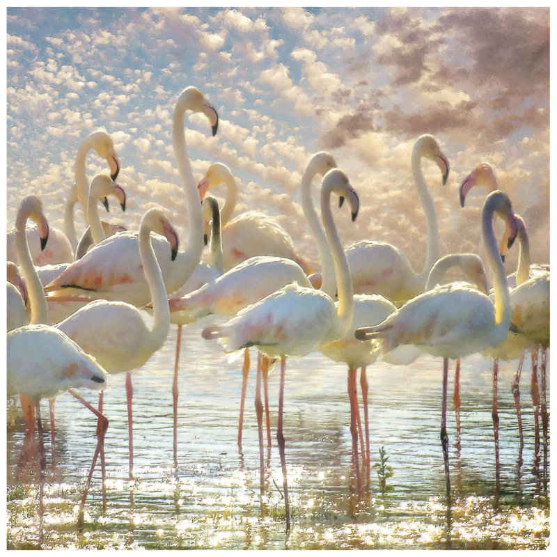 Flamingo Flair Large Frameless Tempered Glass Wall Art