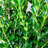 2.5 Qt. Wintergreen Boxwood - Evergreen Shrub for Full Sun to Part Shade