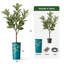 Arbre artificiel en fleur noire et blanche-104345538