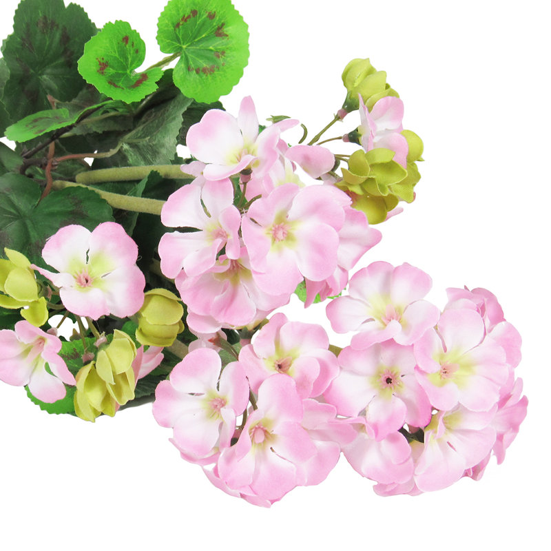 Fleur de géranium, Rose clair / vert