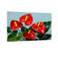 Plantes et fleurs fleurs d'anthurium rouges avec feuilles vertes-1367718499-1367718498-1367718497