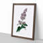 Hungarian Lilac Flowers - Framed Print-55641366-55641369