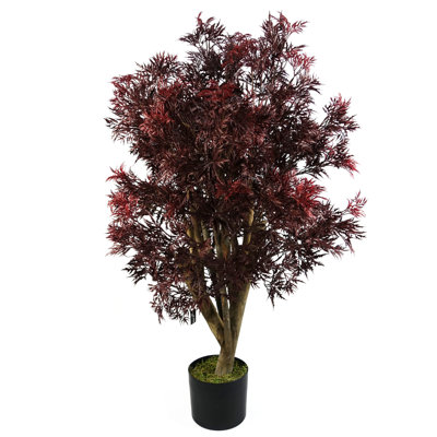 120cm Aralia Plant