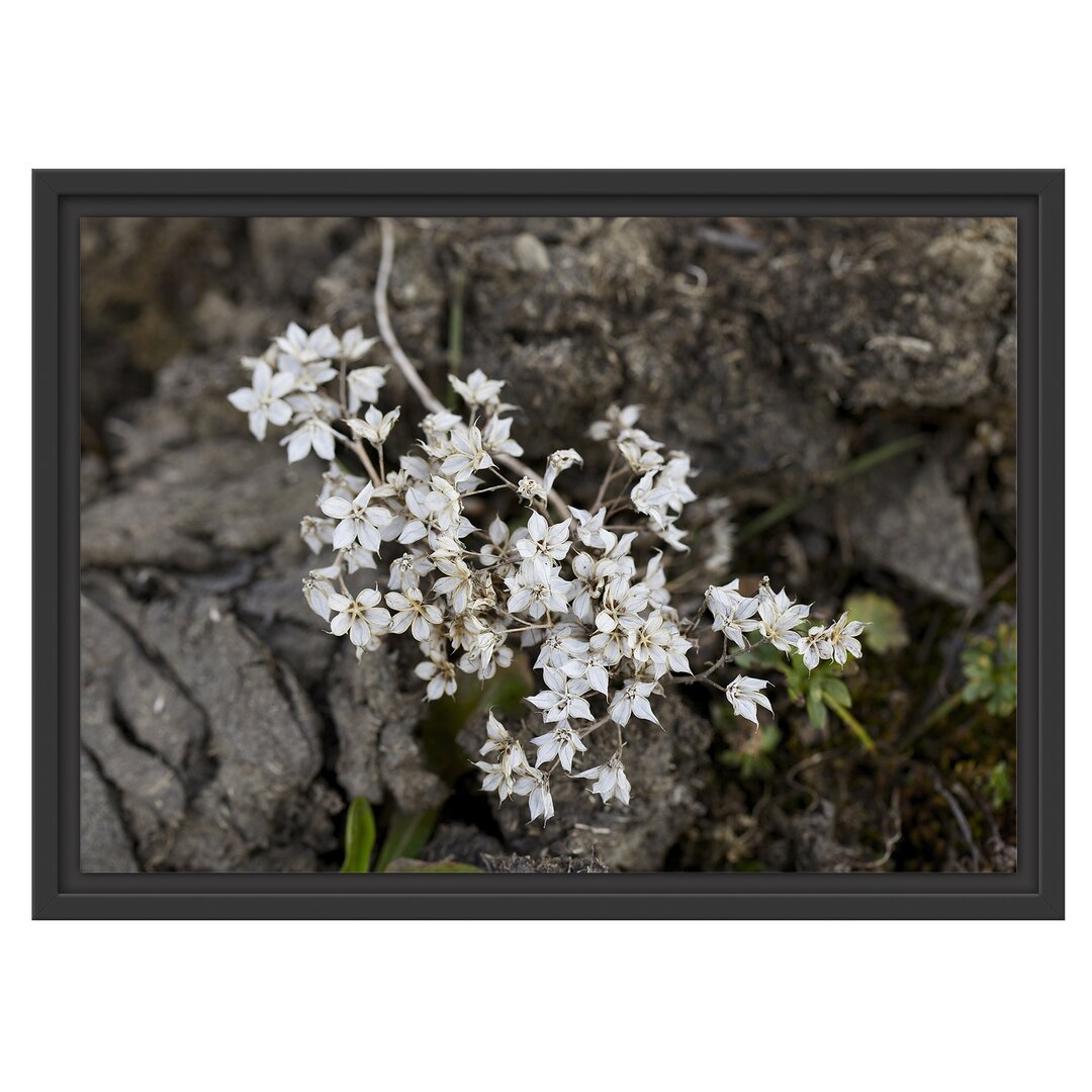 Gerahmtes Wandbild kleine weiße Sternblumen