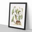 Ground Squirrel by Mark Catesby - Picture Frame Painting Print-55608998-55608999