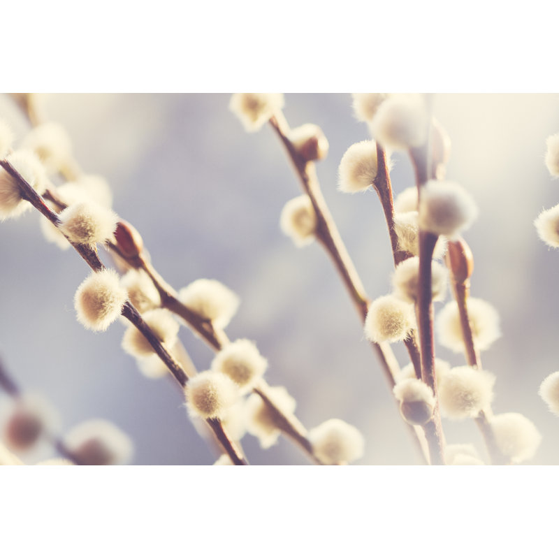 Cute Catkin - Wrapped Canvas Print, 51cm H x 76cm W