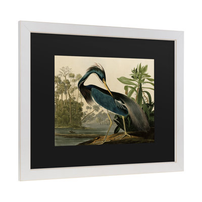 John James Audubon 'Louisiana Heron' Canvas Art