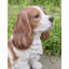 King Charles Spaniel Sitting Statue