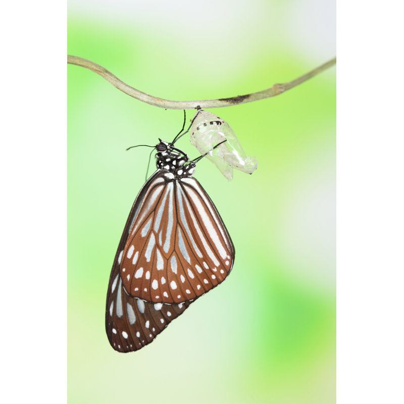 Papillon - Photographie sur toile tendue, H 18 po x l 12 po