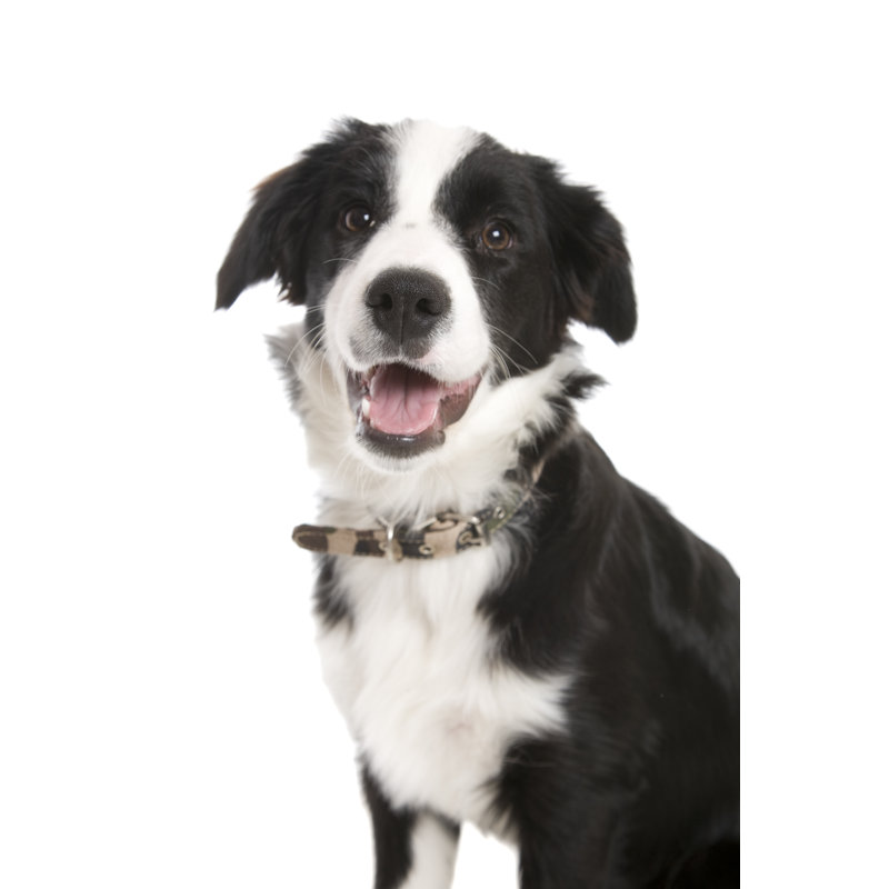 Border collie noir et blanc avec la bouche ouverte par Yellowsarah, H 36 po x l 24 po
