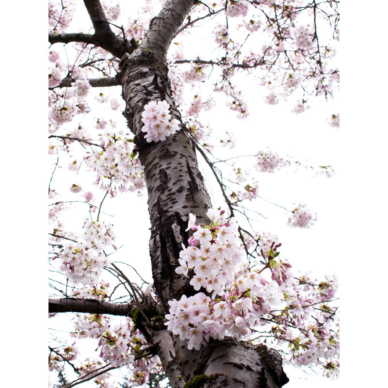 «in Bloom» par Catherine Johns - photographie, H 32 po x l 24 po, Toile tendue