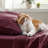 Bedsure Polyester Microfiber Sheet Set Hotel Luxury Sheets, Easy Care Cooling Bed Sheet Set 84GSM(89" x 101") GentleSoft™️-113212601-113212622