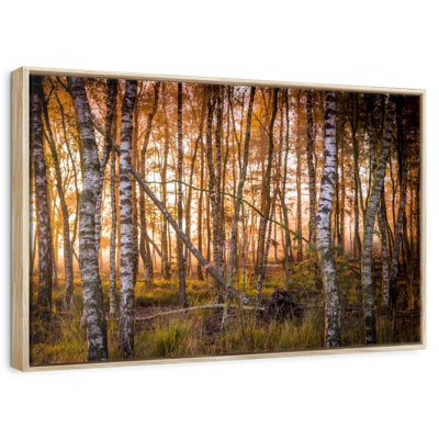 Forêt de bouleaux sombre
