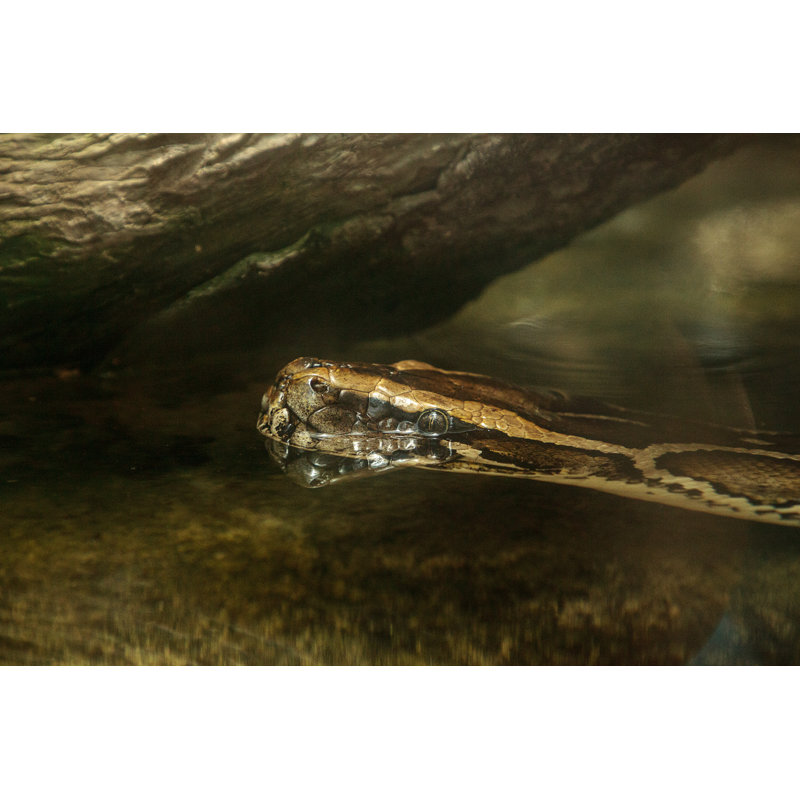 " Burmese Python " by Lagunaticphoto, 8" H x 12" W