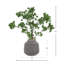 Pin Ming dans un vase Fiberstone-330234491