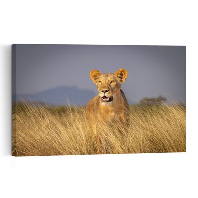 Watchful Lioness In Grass Contemporary Cat Lion Nature Wildlife Wall Art Print by Jeffrey C. Sink - 1 Piece Wrapped Canvas Wall Art